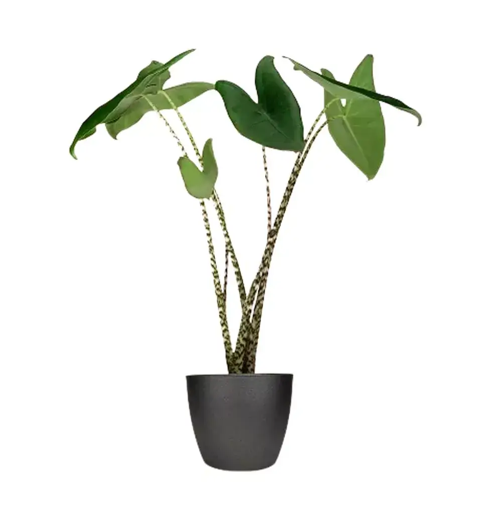 Attractive Alocasia Zebrina Plant