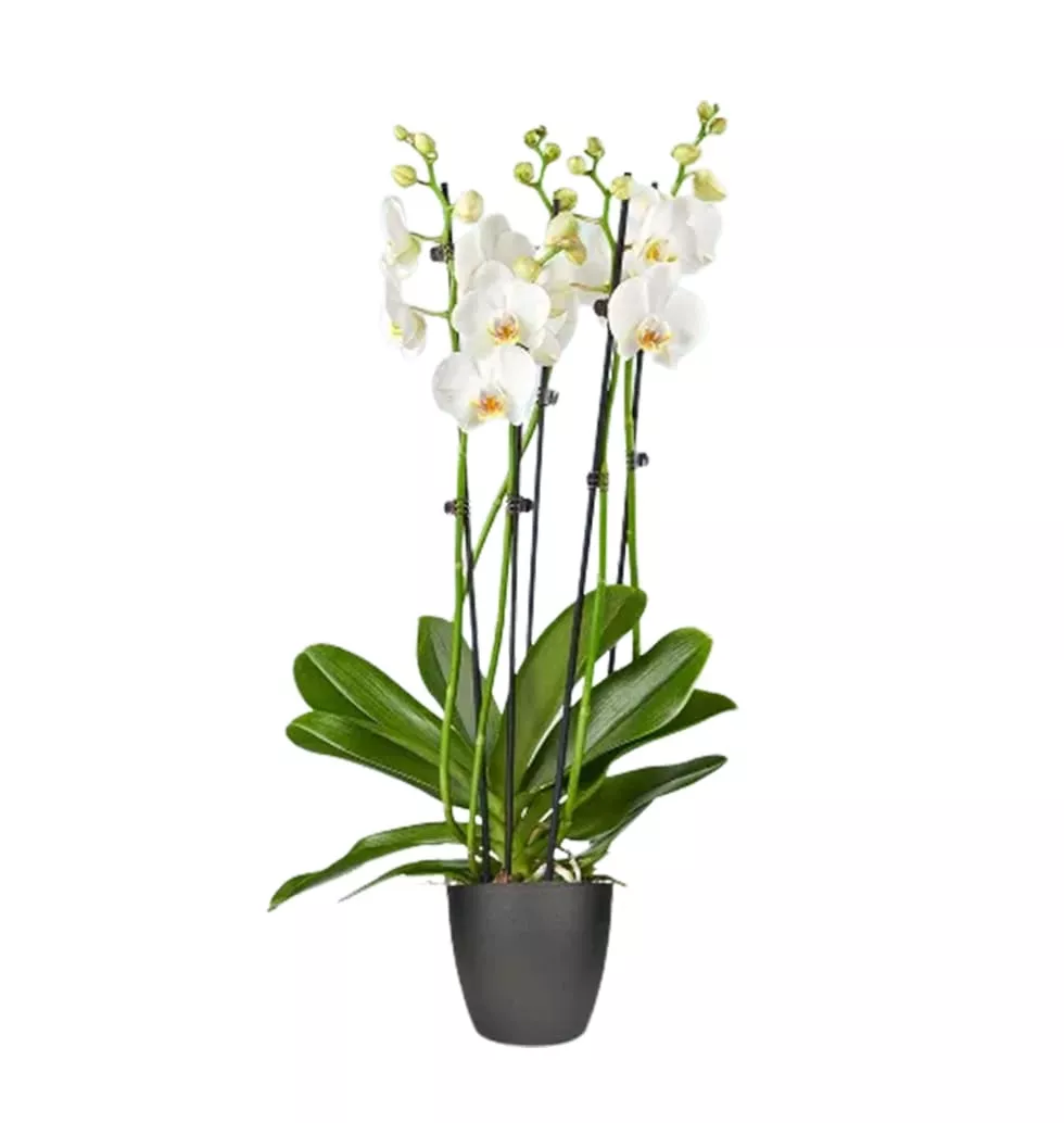 Beautiful Butterfly orchid Plant