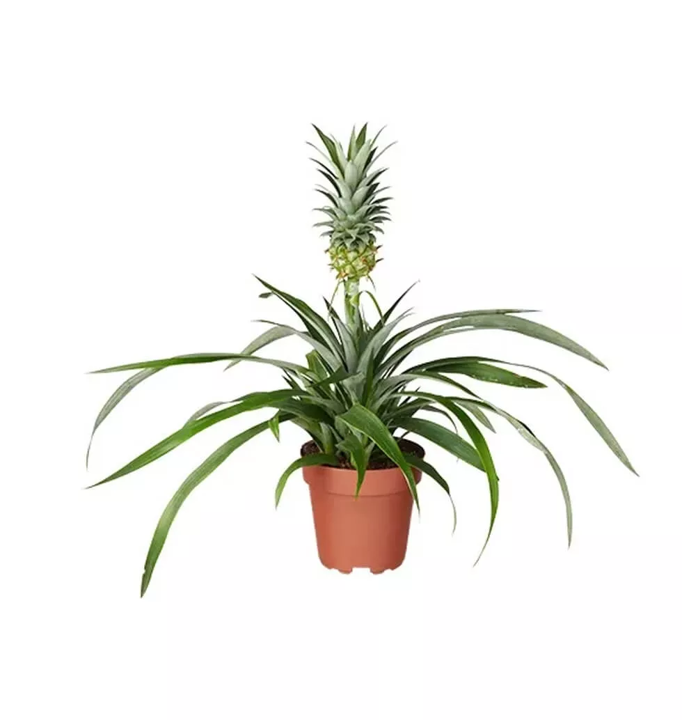 Beautiful Pineapple plant