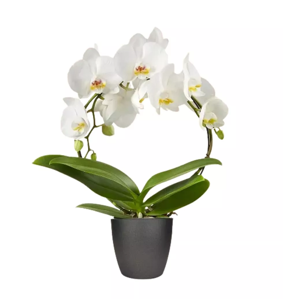 Eye soothing Orchid Plant