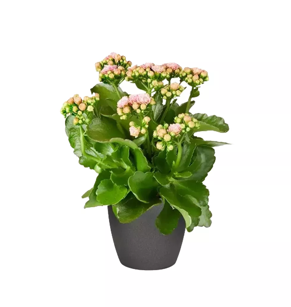 Kalanchoe a Pink Flowering Plant