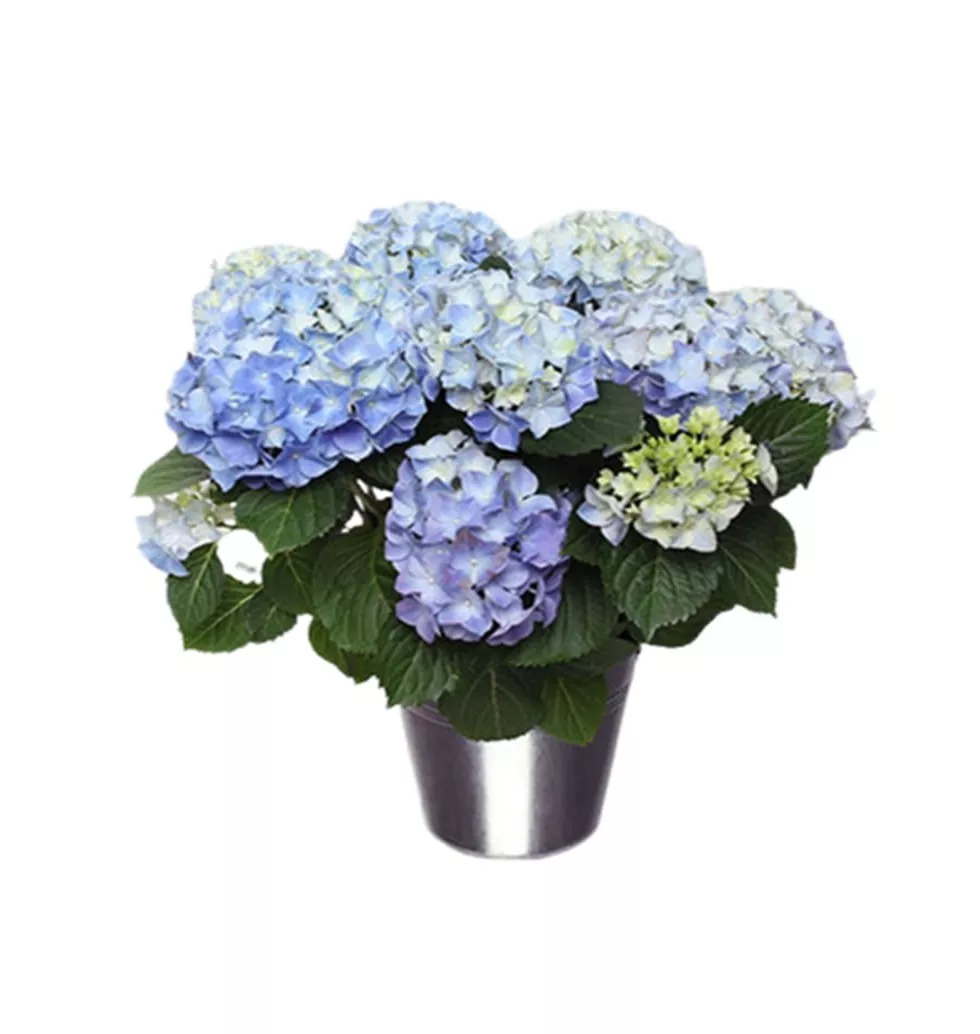 Lovely Blue Hydrangea Plant