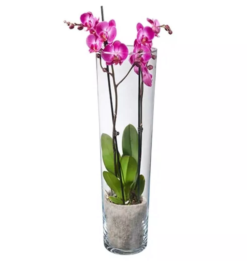 Pink Orchid Bunch