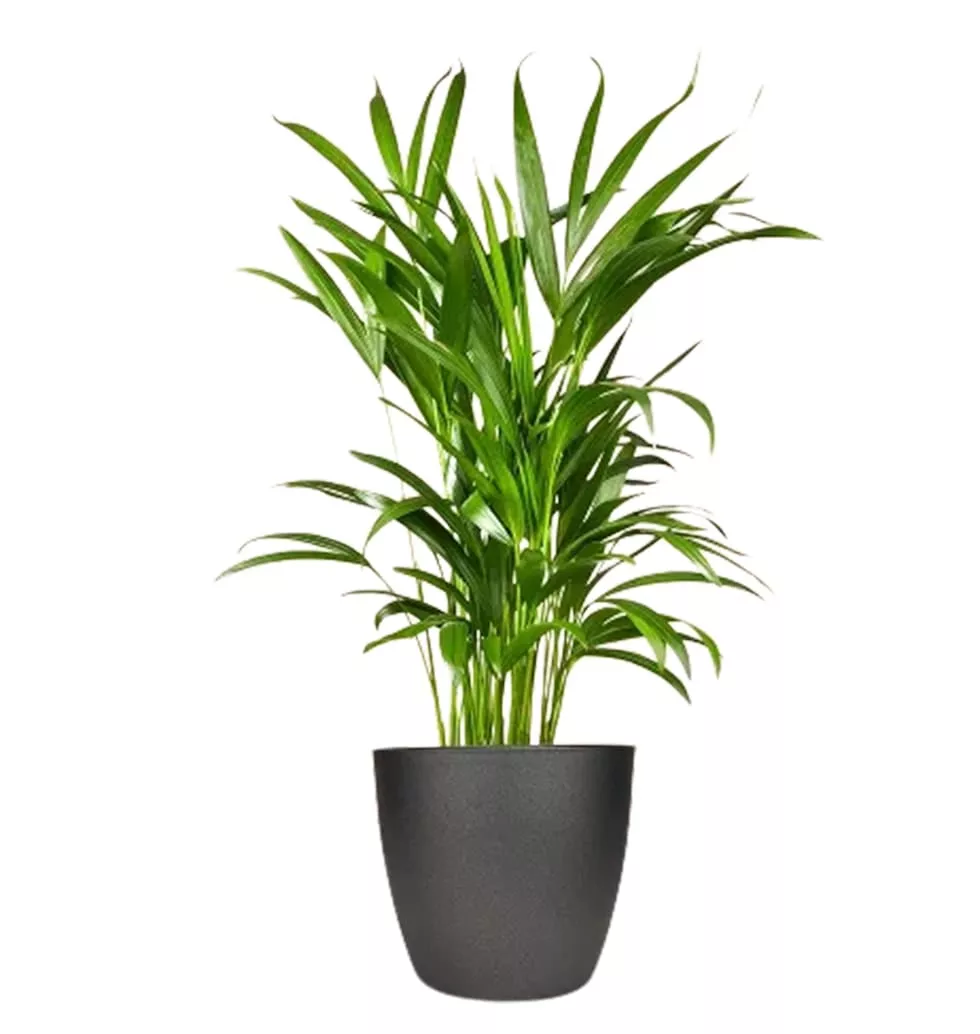 Plant Named Kentia Palme