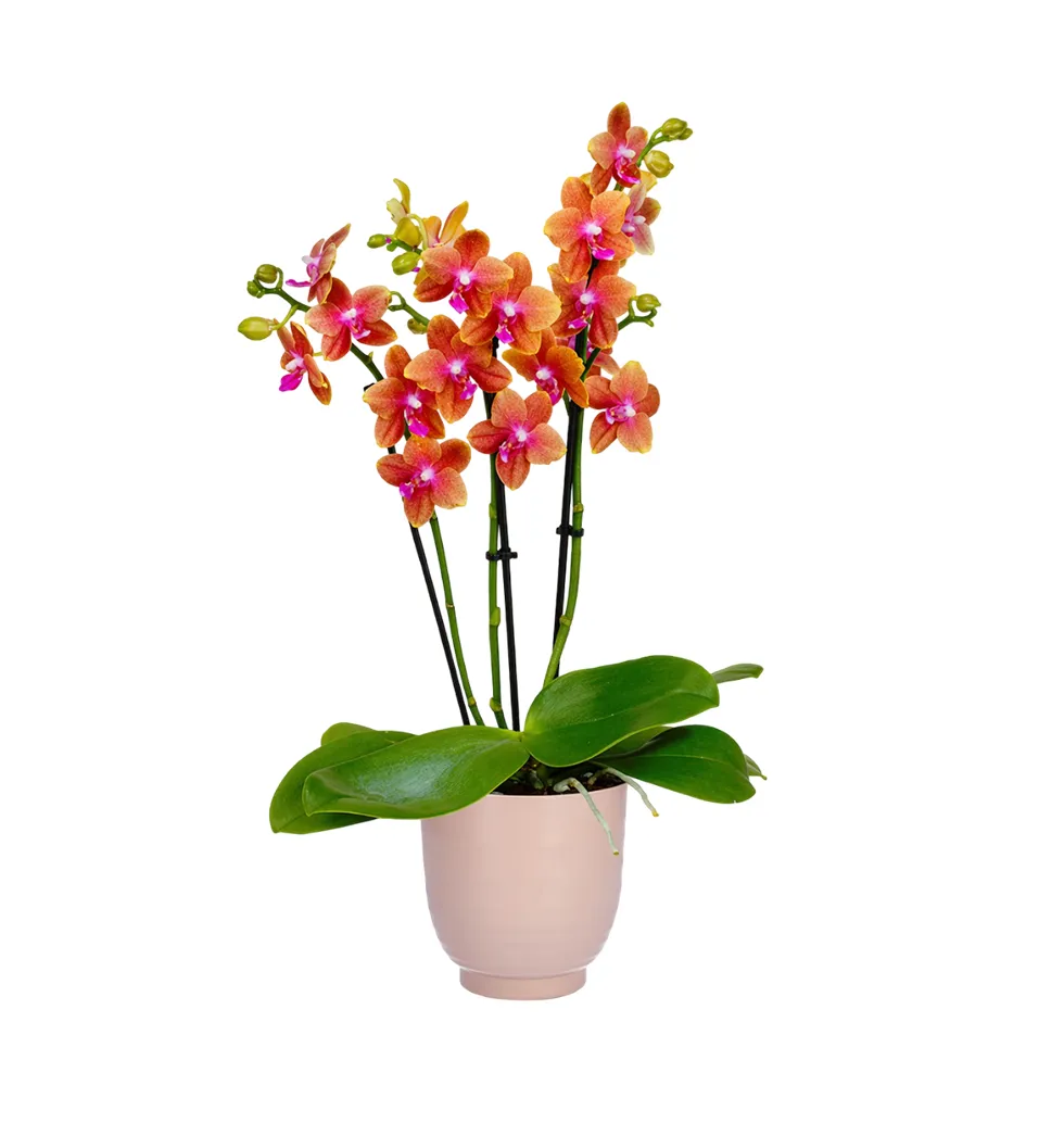 Elegant Orchid Display in Ceramic Pot