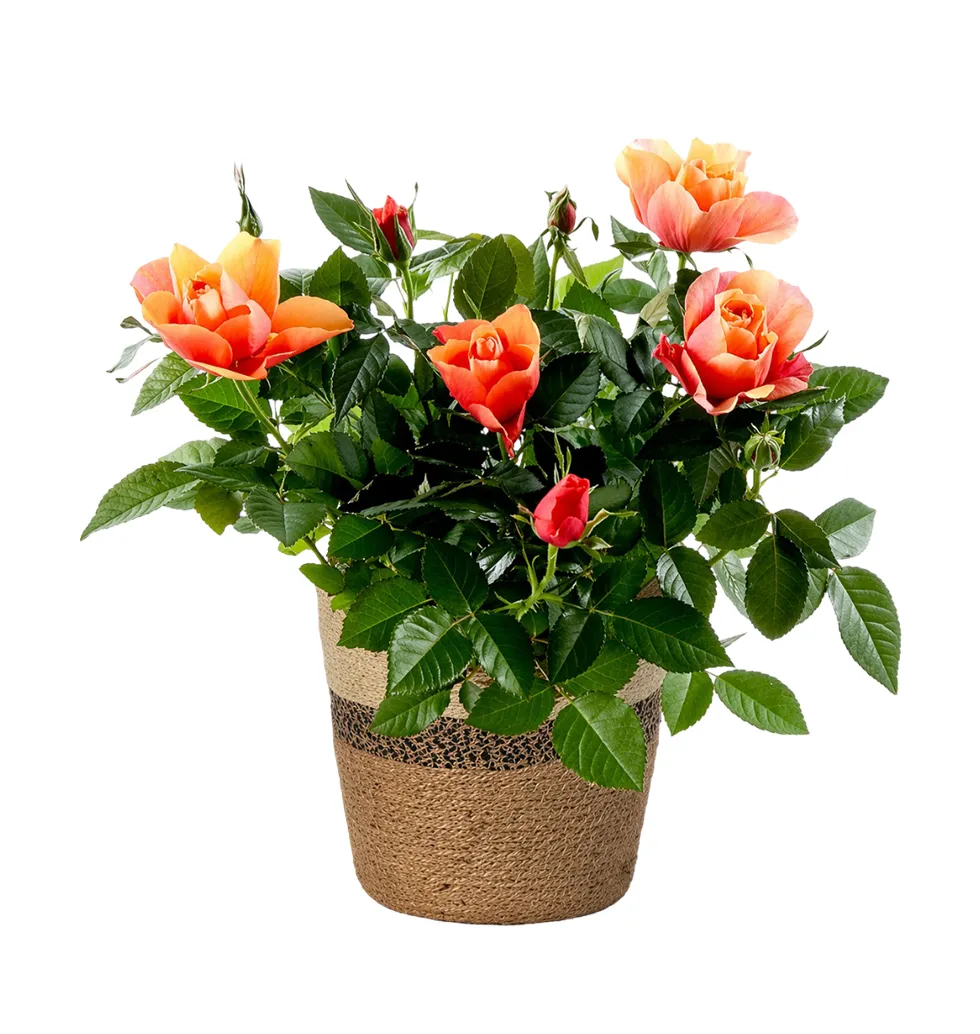 Radiant Rose Plant in Stylish Basket
