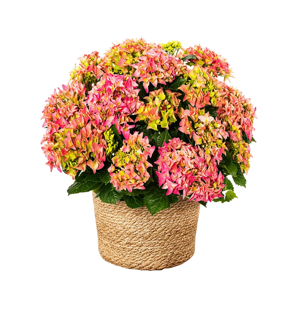 Unique Pink Hydrangea Gift