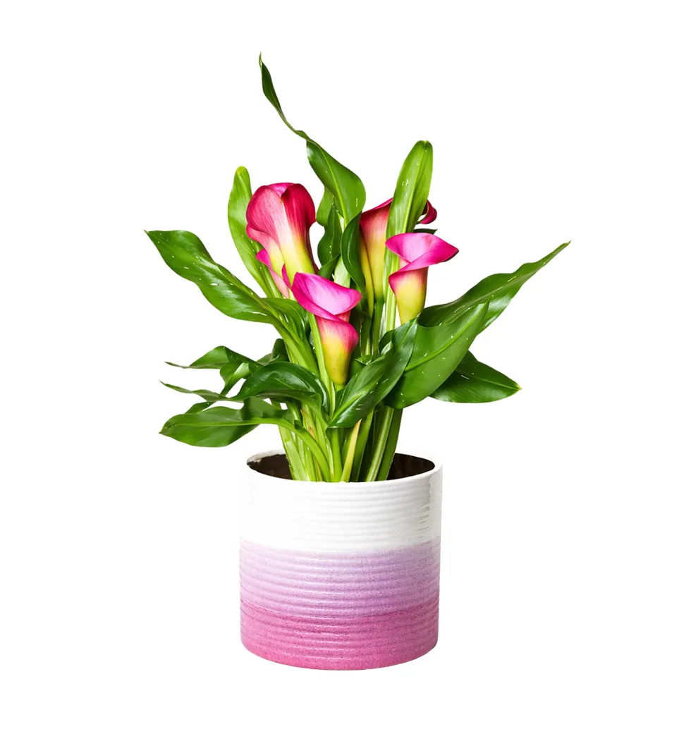 Brighten Your Space with Pink Calla Lilies