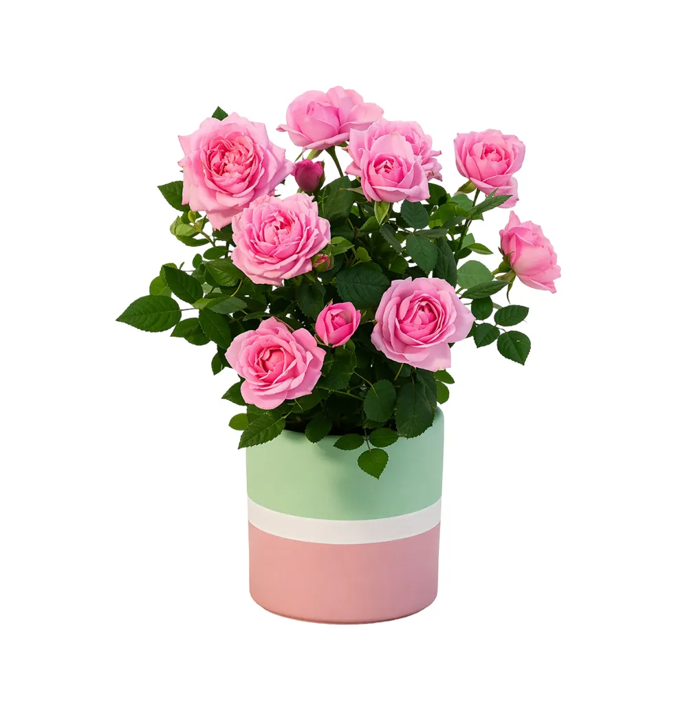 Cute Potted Rose Gift
