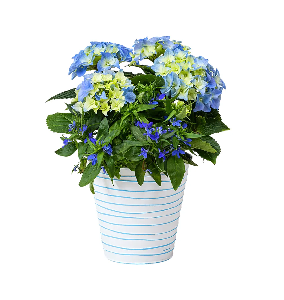 Beautiful Blue Hydrangea Gift