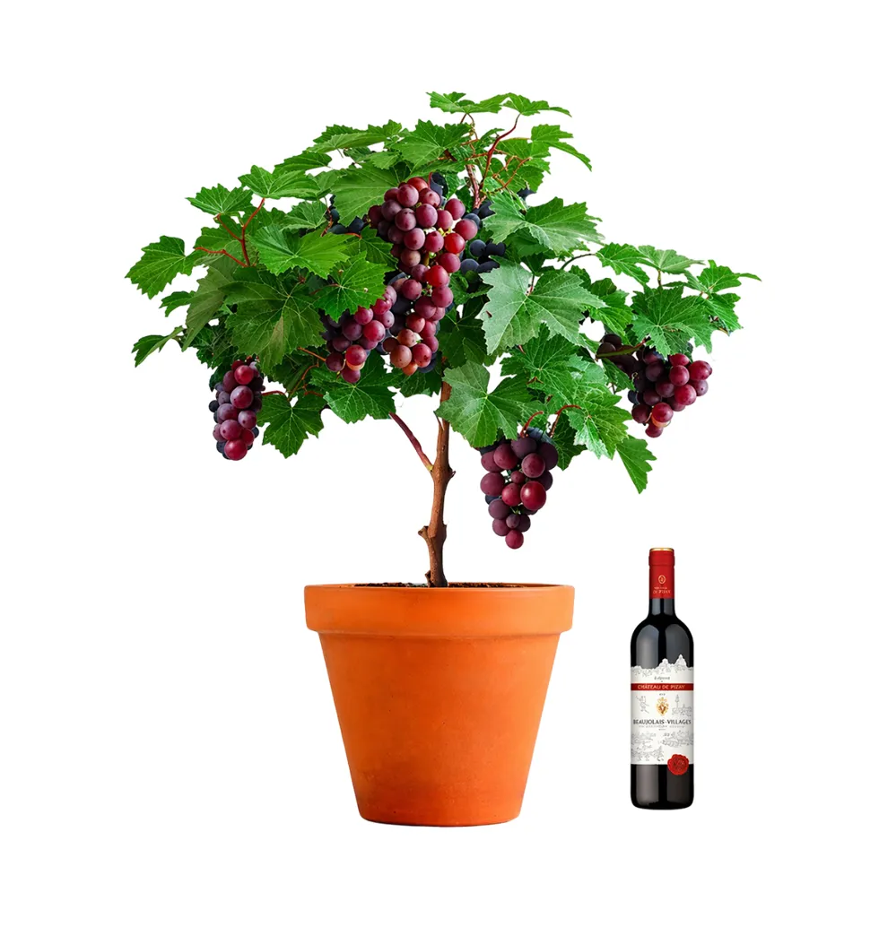 Exclusive Regent Grapevine and Red Wine Gift