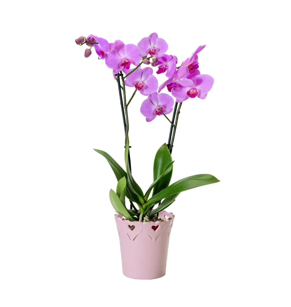 Radiant Pink Orchid in Heart-Embellished Pot