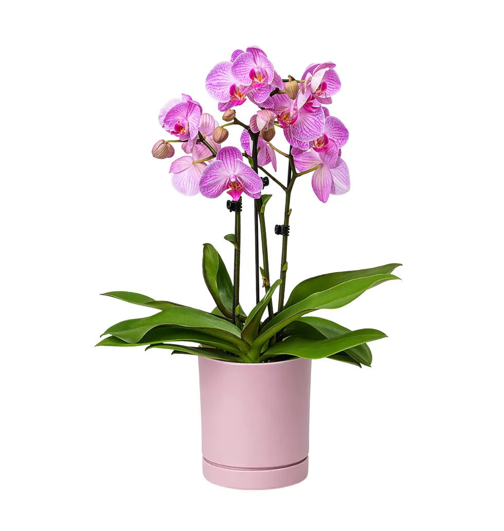 Gorgeous Pink Orchid in Trendy Ceramic Planter